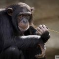 majmun šimpanza