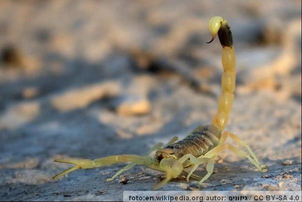 izraelski pustinjski &scaron;korpion