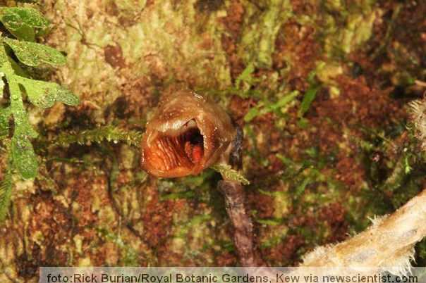 najružnija orhideja