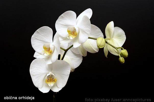 orhideja cvet