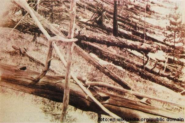 Oborena stabla snimljena tokom Кulikove ekspedicije 1927.