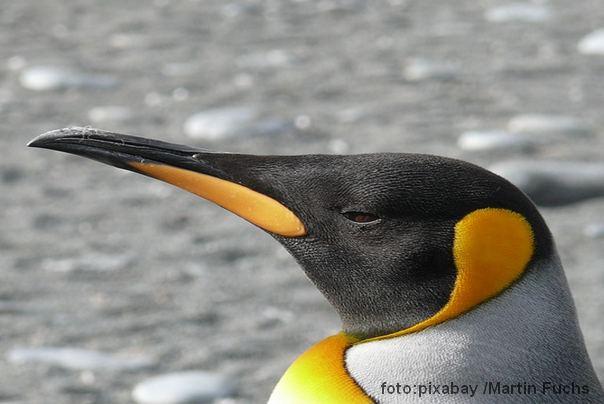 Ilustracija: glava kraljevskog pingvina