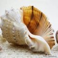morska konusna školjka