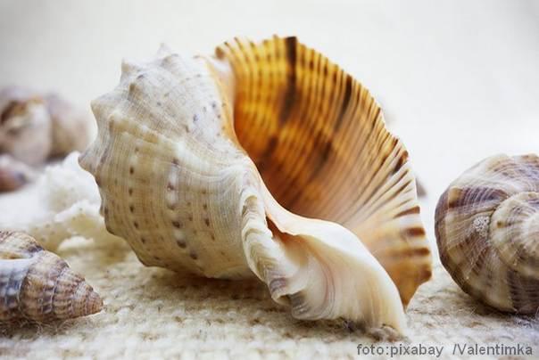 morska konusna školjka