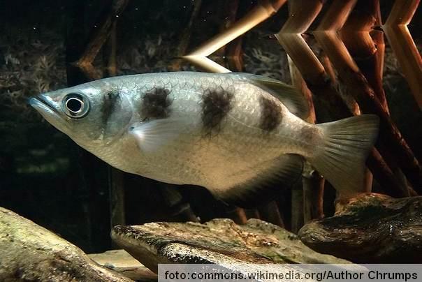 prugaste ribe strelci Toxotes jaculatrix