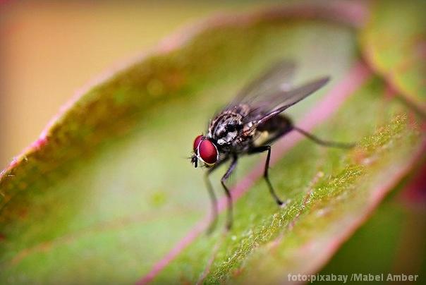 Ilustracija: obična muva