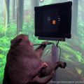 Neuralink majmun igra video igru