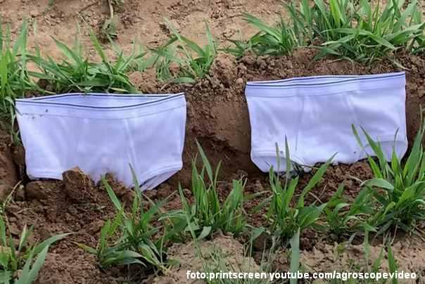 gaće u zemlji istraživanje