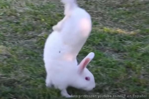 zec prednje šape Sauteur dAlfort