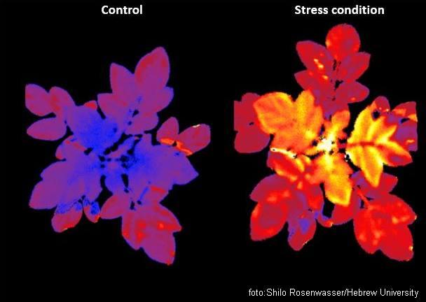 biljke koje sjaje pod stresom