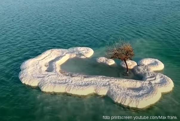 drvo života mrtvo more