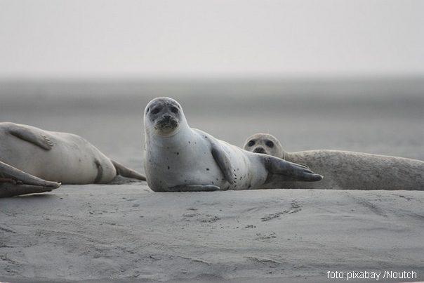 morska foka