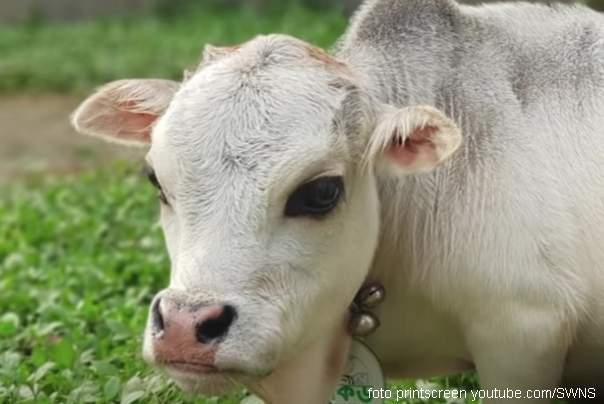 najmanja krava na svetu Indija