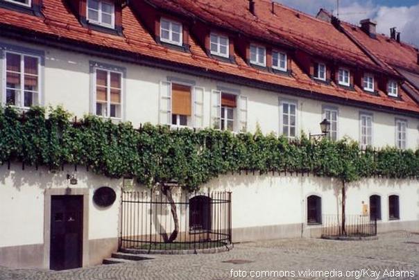 Maribor najstarija vinova loza na svetu