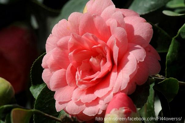 Middlemists Red ili prolećna ruža