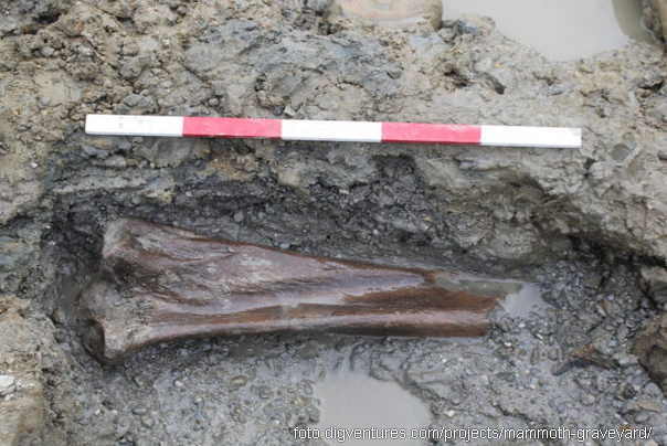 mamutska kost