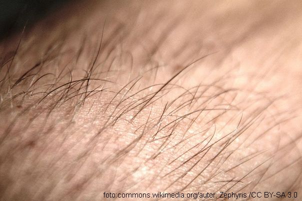 Ilustracija:dlake na ruci koži