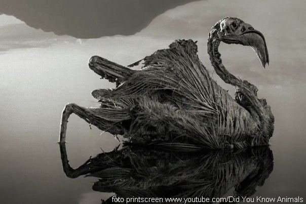 ptice sa natron jezera