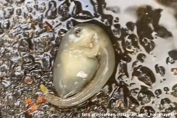 bizarno stvorenje Australija Sidnej