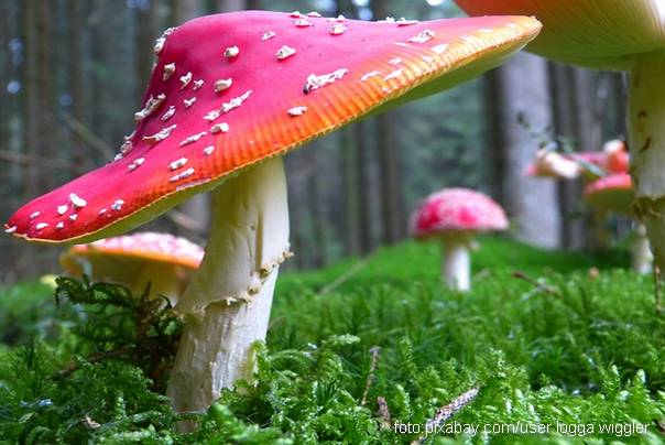 Ilustracija:pečurke