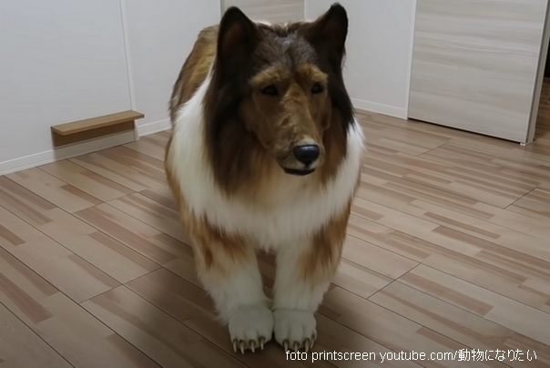 kostim škotskog ovčara