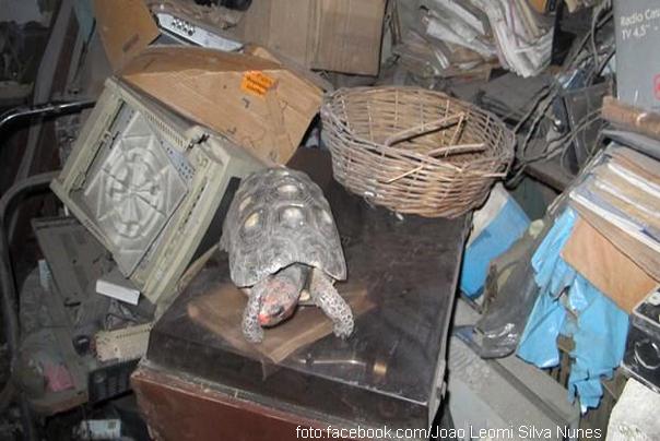 nestala kornjača manuela