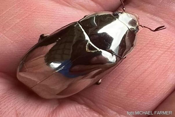 Chrysina-Limbata buba