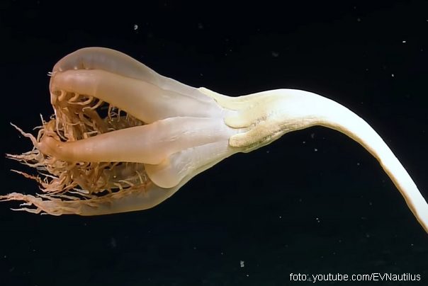 bizarno morsko stvorenje