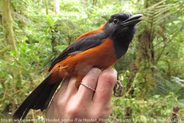 Pitohui sa kapuljačom