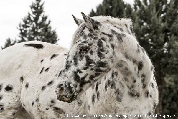 Appaloosa konj