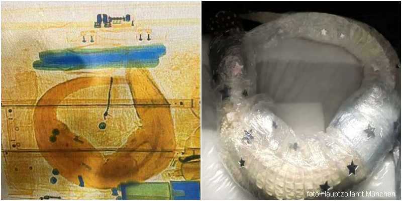 albino aligator u koferu 