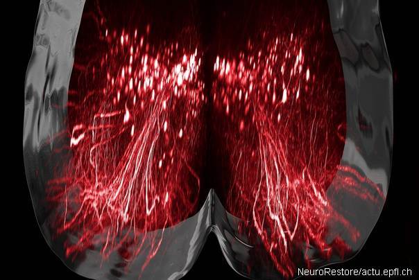 Neuronska vizualizacija