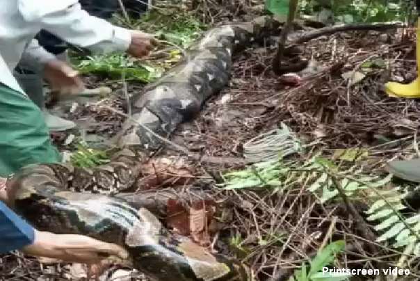 piton progutao ženu