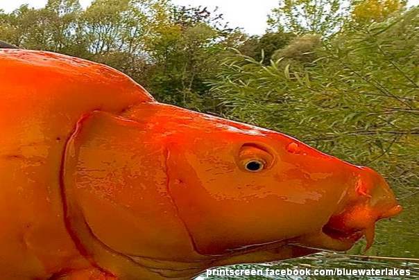 najveća do sad zlatna ribica šargarepa