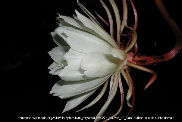 Epiphyllum Oxypetalum Kraljica noći