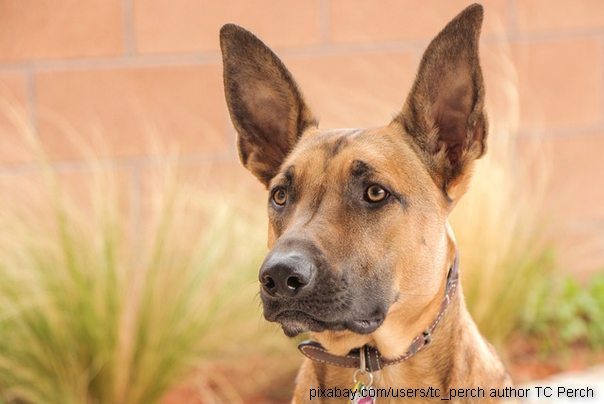 Belgijski Malino pas