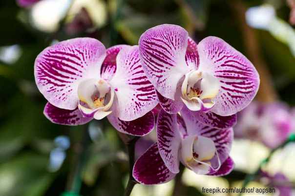obična orhideja