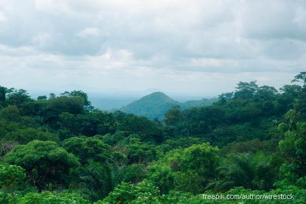 Ilustracija: Prašuma