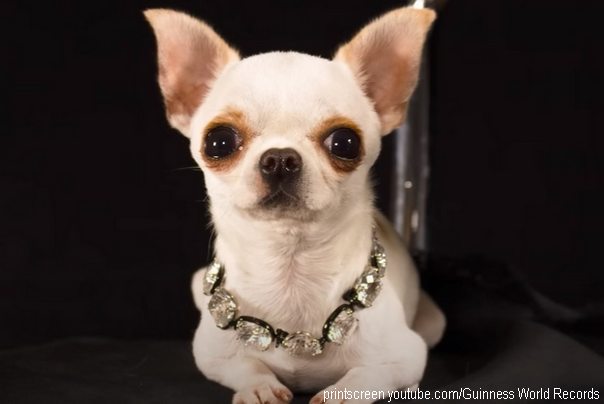 najkraći pas na svetu pearl