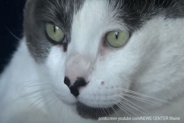 Patches najdeblja mačka