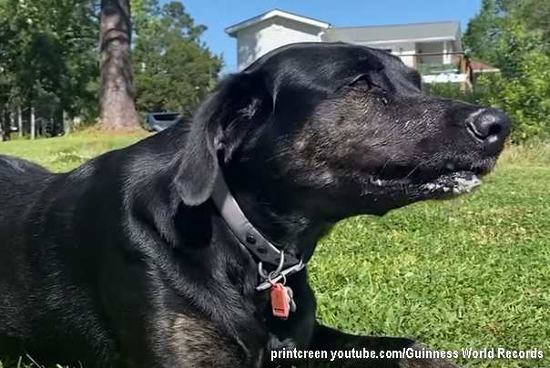 najduži jezik psa