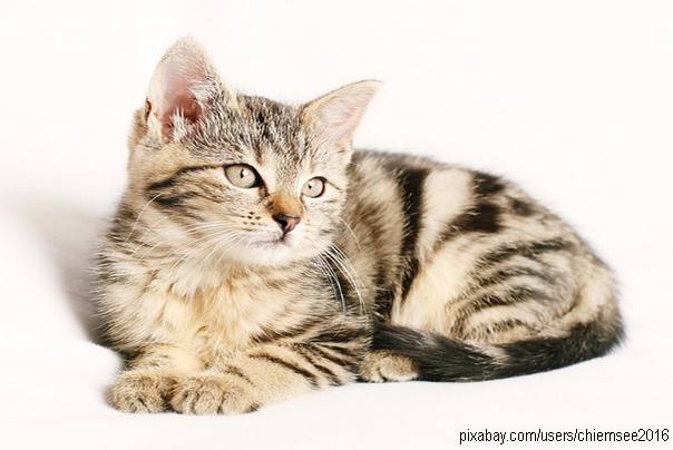 Neobičan razvod: muž plaća alimentaciju za mačke!