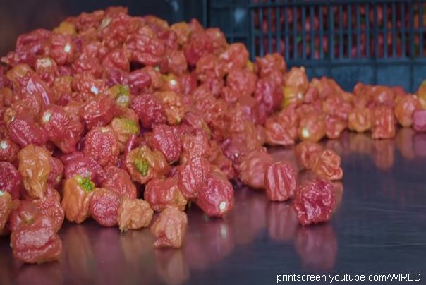 Carolina Reaper papričica