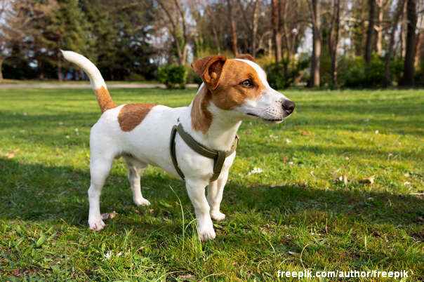 đžek rasel terijer