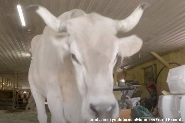 najviši vo na svetu