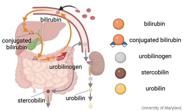 Bilirubin