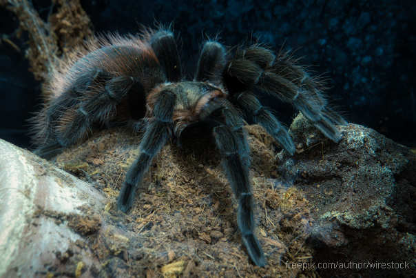 tarantula