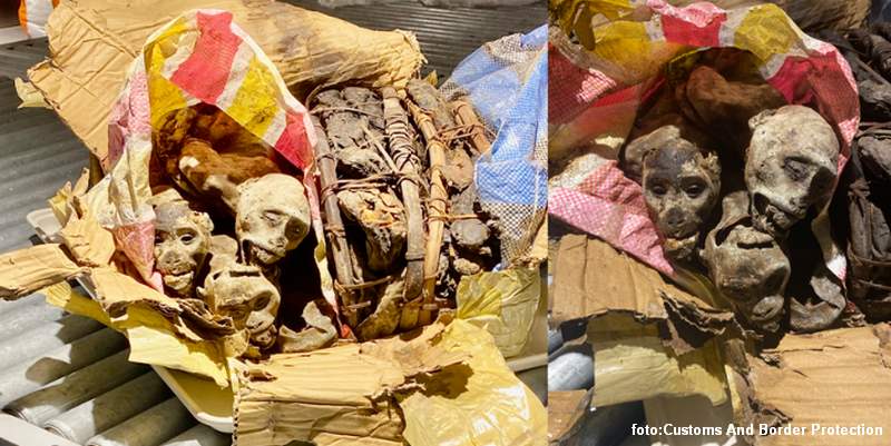 su&scaron;eni majmuni