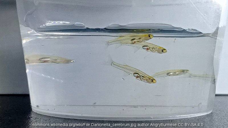 Danionella cerebrum