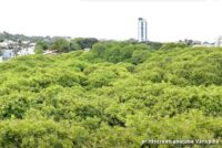 Najveće stablo indijskog oraha